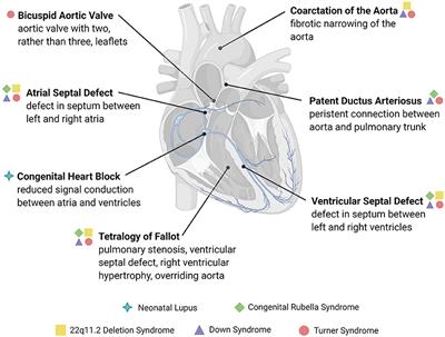 Frontiers | Hypertension in aortic coarctation Frontiers | Hypertension in aortic coarctation